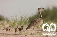 گونه هوبره Macqueenii Bustard